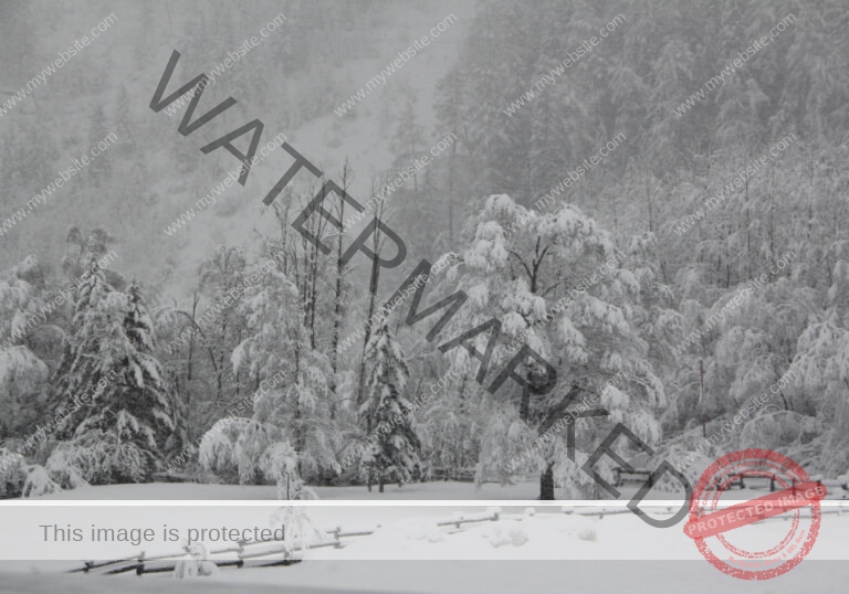 Bäume im Urlaub 012, Winter