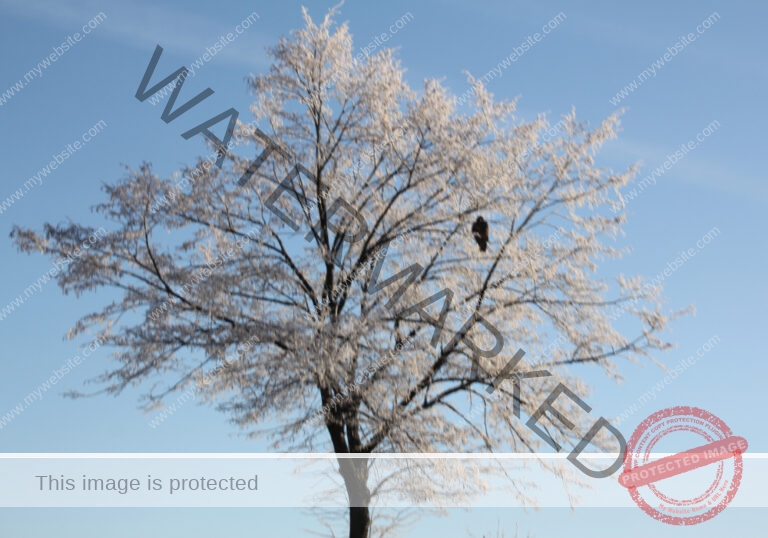 Bäume im Urlaub 018, Winter