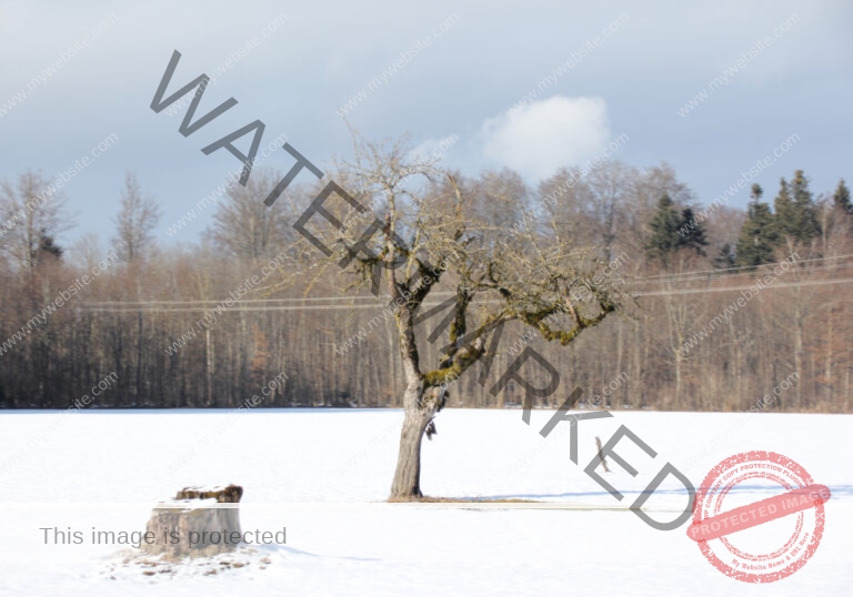 Bäume im Urlaub 030, Winter