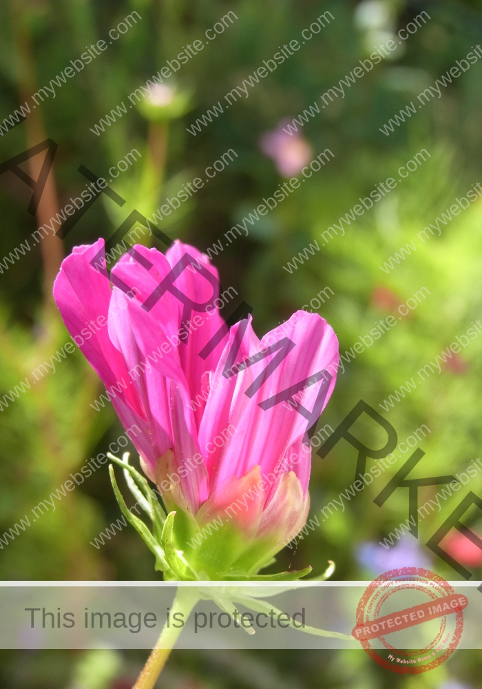 Cosmea 01