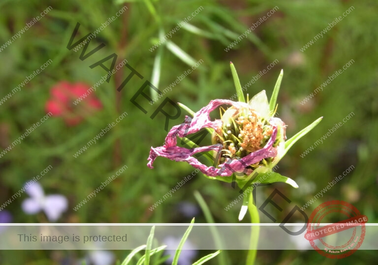 Cosmea 02