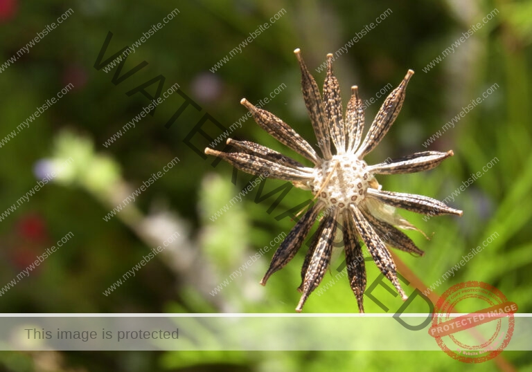 Cosmea 04