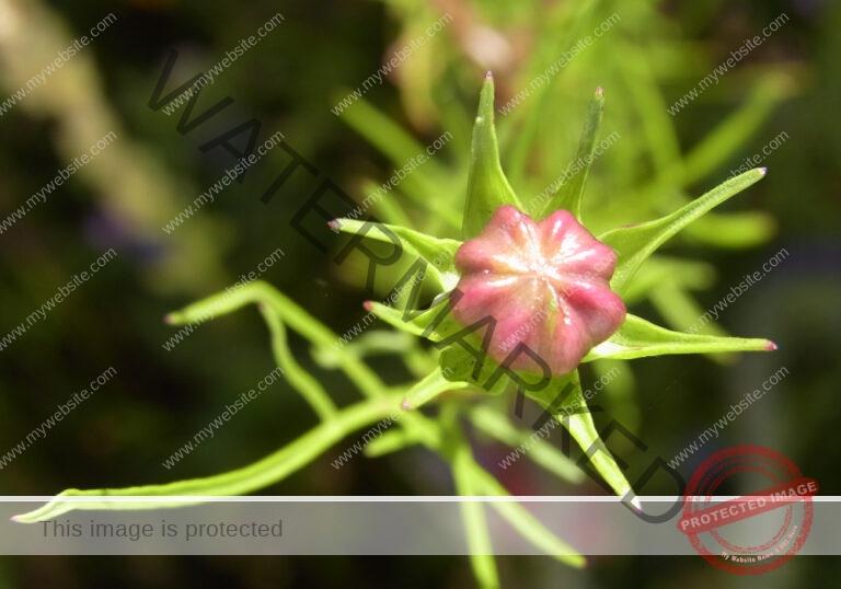 Cosmea 05