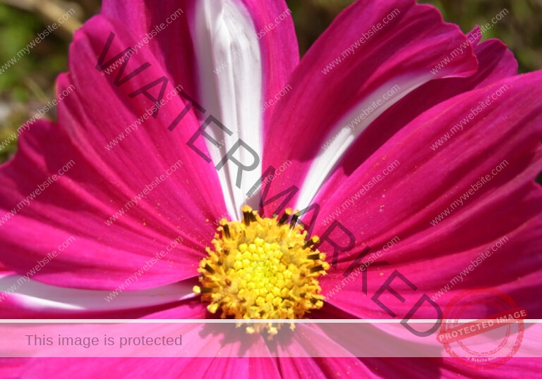 Cosmea 10