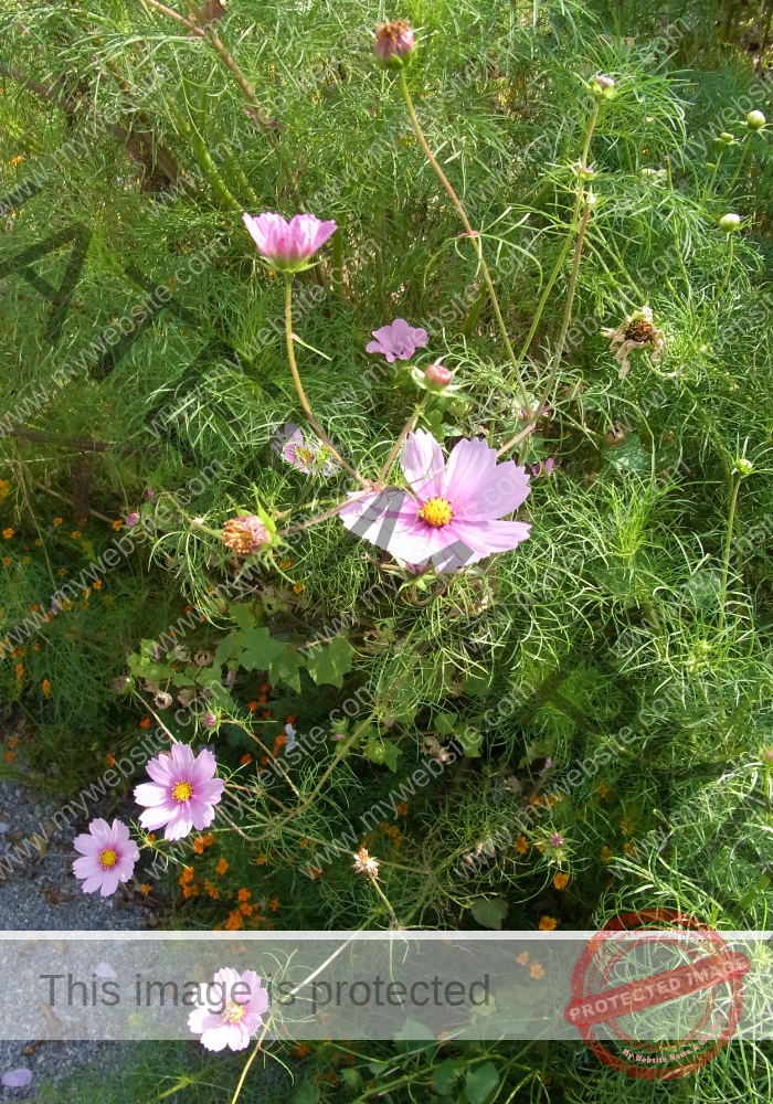 Cosmea 12