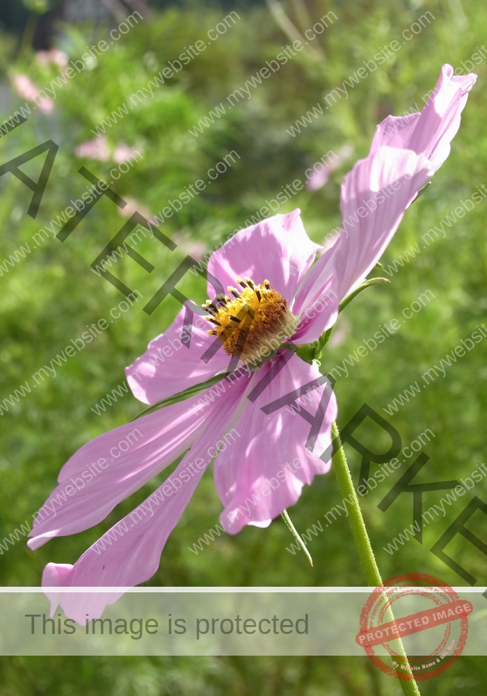 Cosmea 13