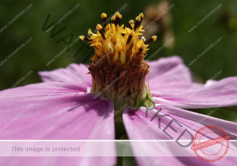Cosmea 17