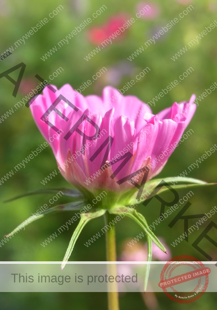 Cosmea 21