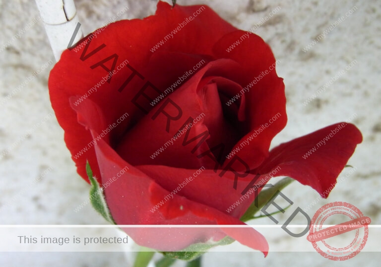 LB Rosen 002