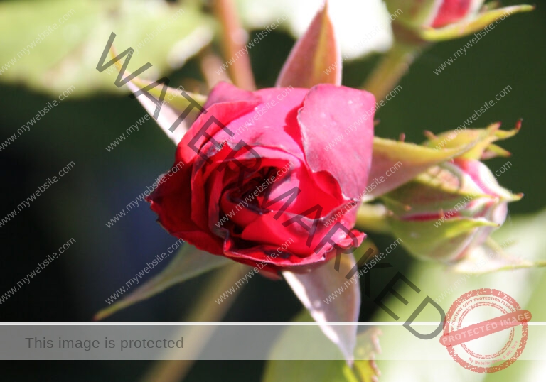 LB Rosen 009