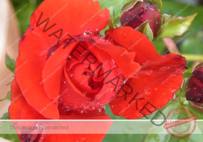 LB Rosen 009.afphoto10