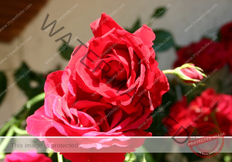 LB Rosen 018