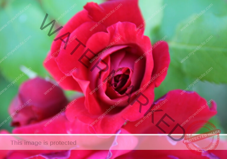 LB Rosen 029