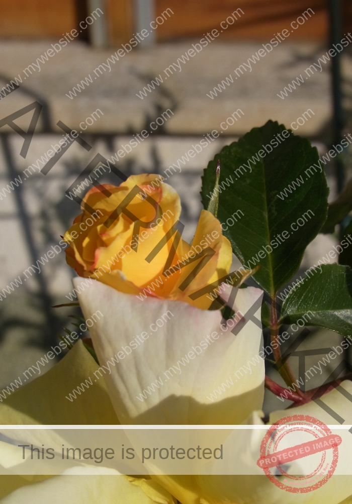 LB Rosen 042