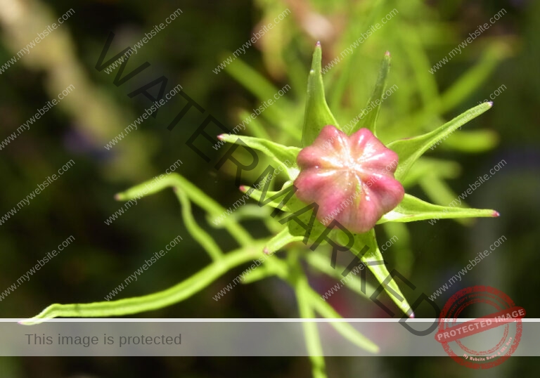 LB col Cosmea1