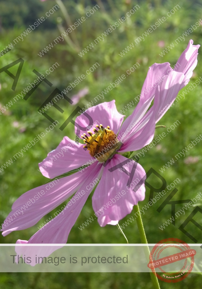 Cosmea