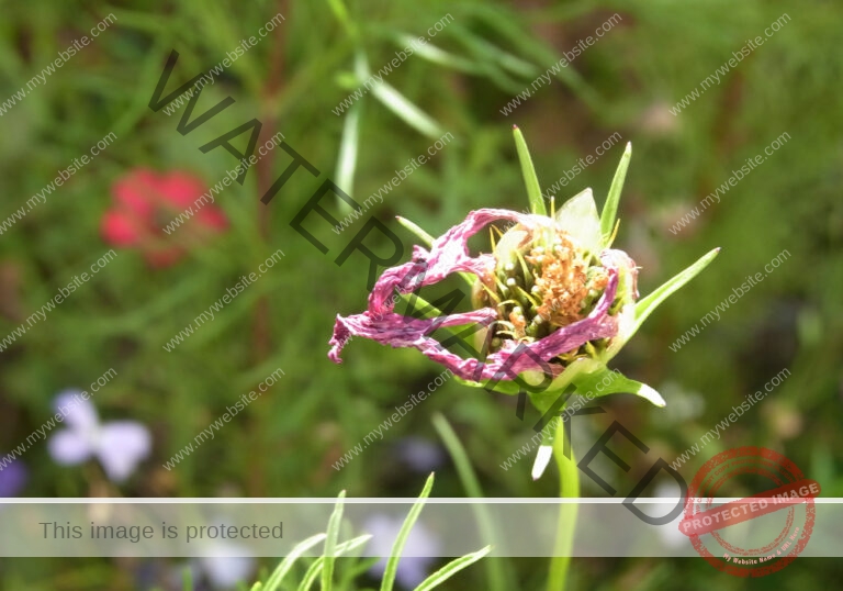 LB col Cosmea3