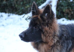 Eyka im Schnee 01