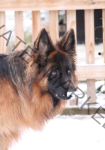 Eyka im Schnee 02