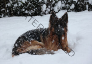 Eyka im Schnee 03