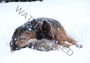 Eyka im Schnee 04