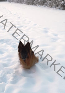 Eyka im Schnee 05
