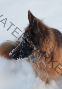 Eyka im Schnee 06