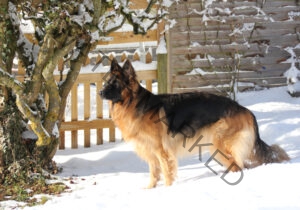 Eyka im Schnee 07