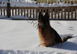 Eyka im Schnee 08
