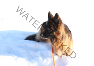 Eyka im Schnee 09