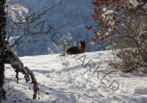 Eyka im Schnee 10