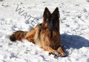 Eyka im Schnee 12