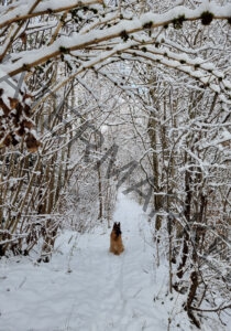 Eyka im Schnee 13