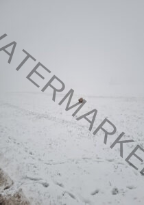 Eyka im Schnee 14