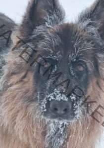 Eyka im Schnee 15