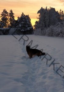 Eyka im Schnee 16