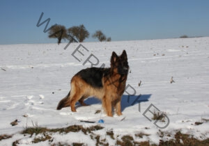 Eyka im Schnee 17