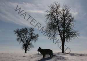 Eyka im Schnee 18