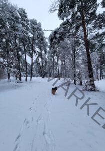Eyka im Schnee 19
