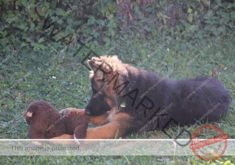 LB 2019-09-20 m. Spielzeughund