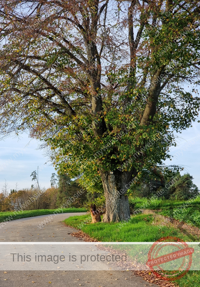 LB 2022-10-30 neben Baum