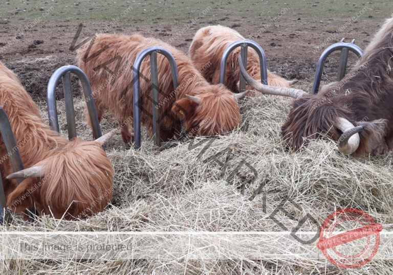 LB Galloways 62