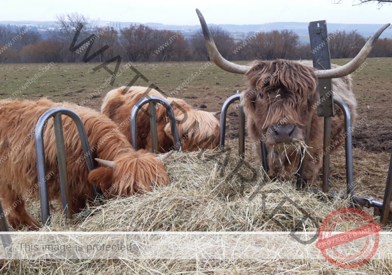 LB Galloways 63