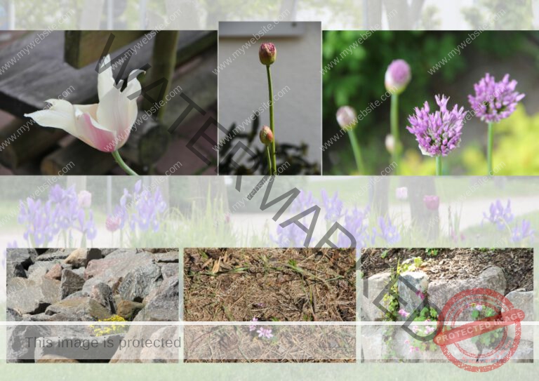 01 bilder rügen blumen (Mittel)