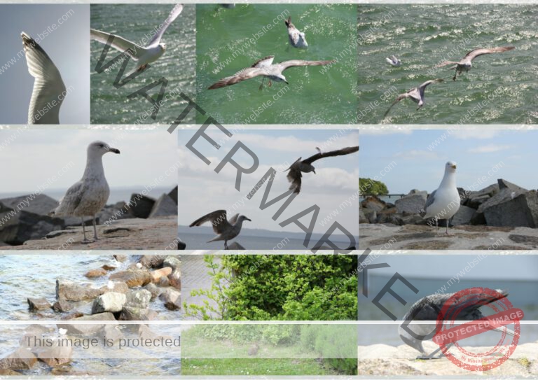 01 bilder rügen tiere (Mittel)