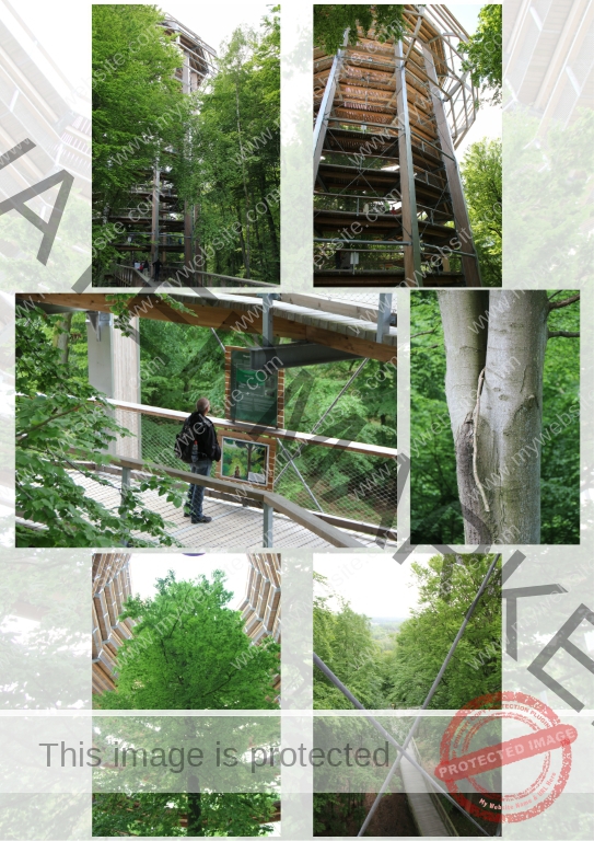 07 bilder baumwipfelpfad 2 (Mittel)