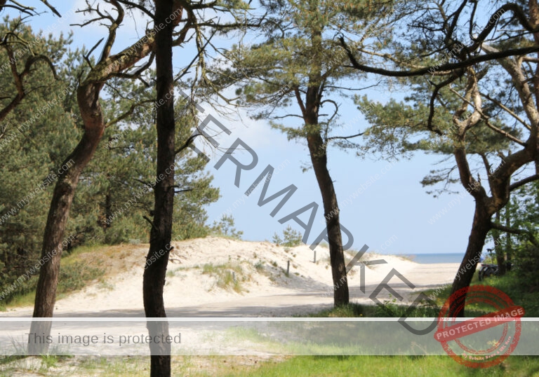 Bäume im Urlaub 09, Frühling Rügen 2015