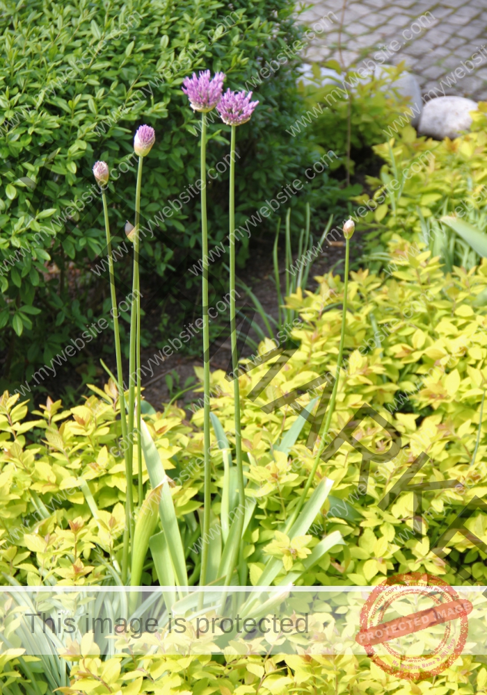 Blumen im Urlaub 02, Frühling Rügen 2015