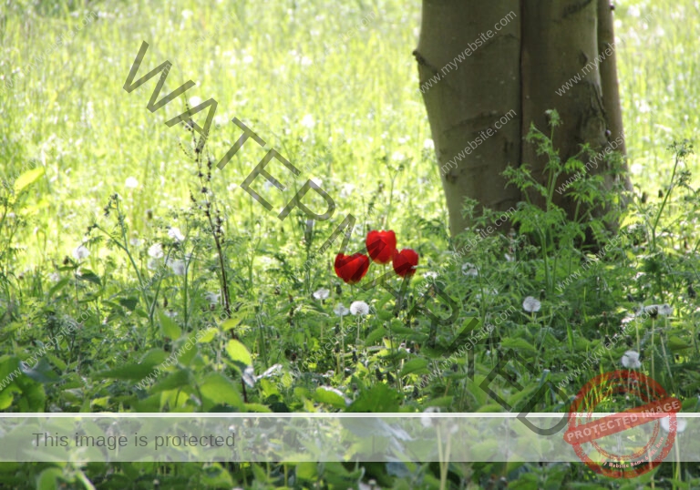 Blumen im Urlaub 06, Frühling Rügen 2015