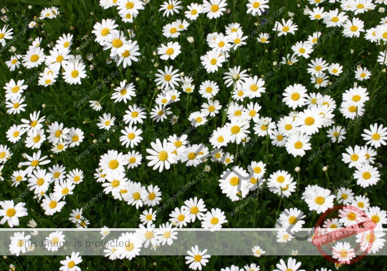 Gänseblümchen 01